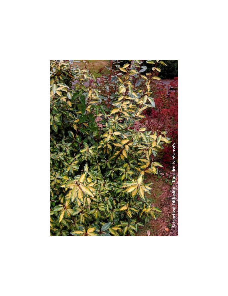 ELAEAGNUS ebbingei LIMELIGHT