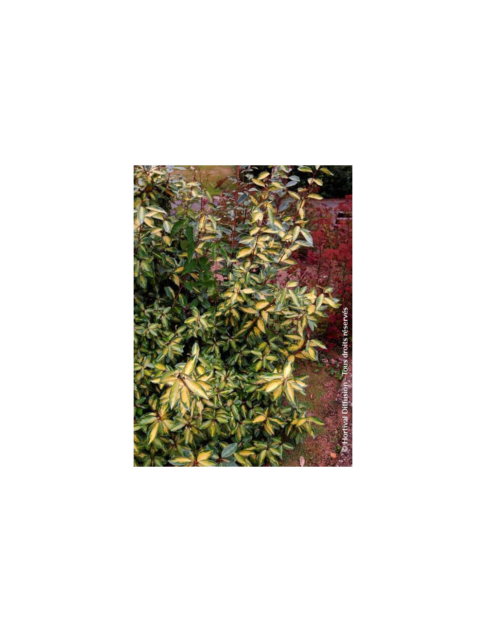 ELAEAGNUS ebbingei LIMELIGHT