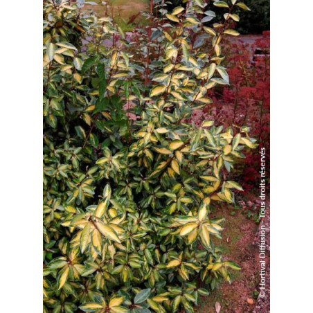 ELAEAGNUS ebbingei LIMELIGHT