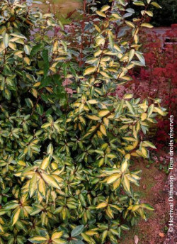 ELAEAGNUS ebbingei LIMELIGHT