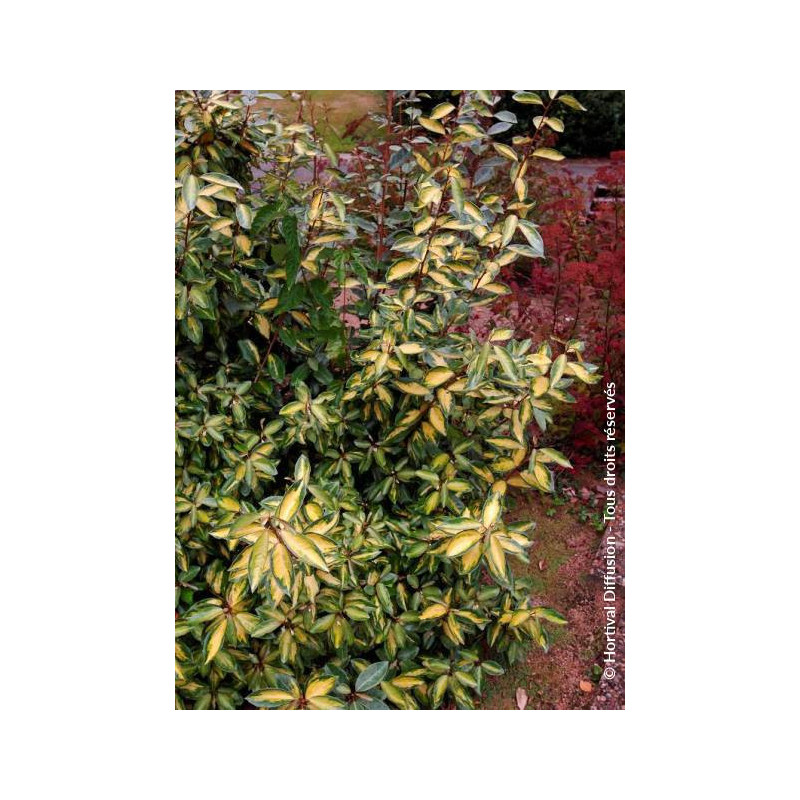 ELAEAGNUS ebbingei LIMELIGHT