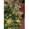 ELAEAGNUS ebbingei LIMELIGHT
