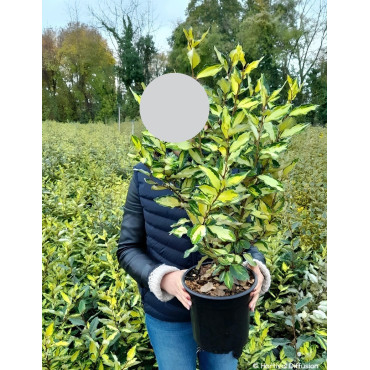 ELAEAGNUS ebbingei MARYLINE En pot de 4-5 litres buisson hauteur 030-040 cm