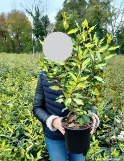 ELAEAGNUS ebbingei MARYLINE En pot de 4-5 litres buisson hauteur 030-040 cm