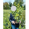 ELAEAGNUS ebbingei MARYLINE En pot de 4-5 litres buisson hauteur 030-040 cm