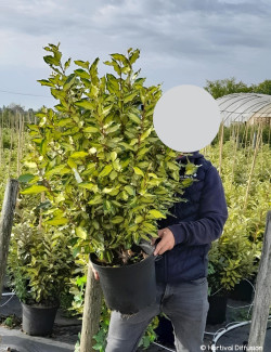 ELAEAGNUS ebbingei MARYLINE En pot de 10-12 litres buisson hauteur 060-080 cm
