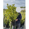 ELAEAGNUS ebbingei MARYLINE En pot de 10-12 litres buisson hauteur 060-080 cm