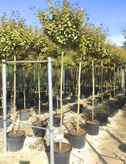 ELAEAGNUS ebbingei VIVELEG En pot de 30-35 litres tige hauteur du tronc 190-210 cm circonférence du tronc 08-10 cm