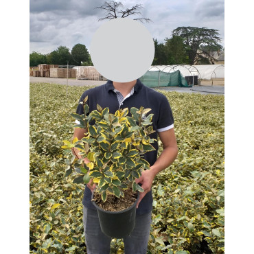 ELAEAGNUS ebbingei VIVELEG En pot de 4-5 litres buisson hauteur 030-040 cm
