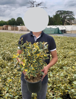 ELAEAGNUS ebbingei VIVELEG En pot de 4-5 litres buisson hauteur 030-040 cm