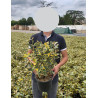 ELAEAGNUS ebbingei VIVELEG En pot de 4-5 litres buisson hauteur 030-040 cm