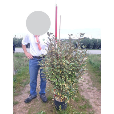 ELAEAGNUS ebbingei VIVELEG En pot de 15-20 litres buisson hauteur 080-100 cm
