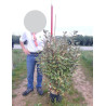ELAEAGNUS ebbingei VIVELEG En pot de 15-20 litres buisson hauteur 080-100 cm