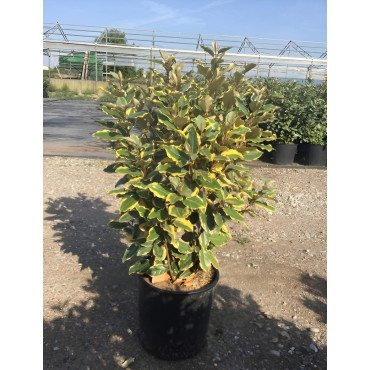 ELAEAGNUS ebbingei VIVELEG En pot de 10-12 litres buisson hauteur 070-080 cm