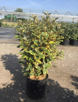 ELAEAGNUS ebbingei VIVELEG En pot de 10-12 litres buisson hauteur 070-080 cm