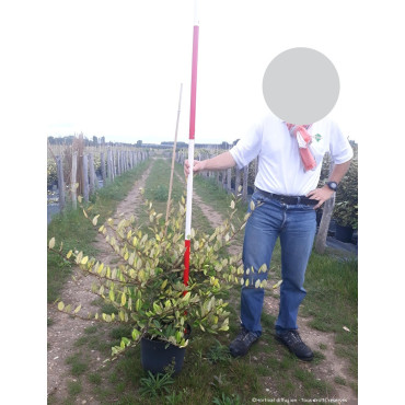 ELAEAGNUS pungens MACULATA AUREA En pot de 10-12 litres buisson hauteur 060-080 cm