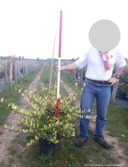 ELAEAGNUS pungens MACULATA AUREA En pot de 10-12 litres buisson hauteur 060-080 cm