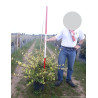 ELAEAGNUS pungens MACULATA AUREA En pot de 10-12 litres buisson hauteur 060-080 cm