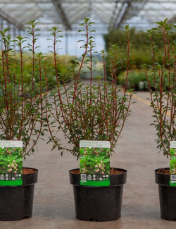 ENKIANTHUS campanulatus En pot de 3-4 litres buisson hauteur 030-040 cm