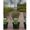ENKIANTHUS campanulatus En pot de 3-4 litres buisson hauteur 030-040 cm