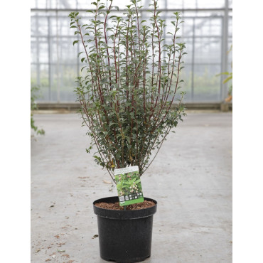 ENKIANTHUS campanulatus En pot de 7-10 litres buisson hauteur 050-060 cm