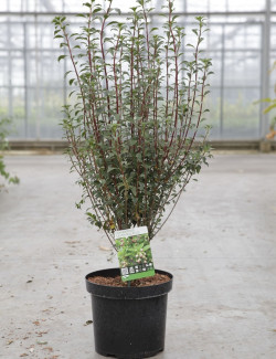 ENKIANTHUS campanulatus En pot de 7-10 litres buisson hauteur 050-060 cm