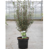 ENKIANTHUS campanulatus En pot de 7-10 litres buisson hauteur 050-060 cm