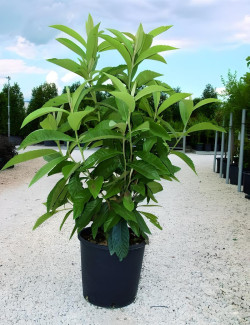 ERIOBOTRYA japonica En pot de 15-20 litres buisson hauteur 060-080 cm
