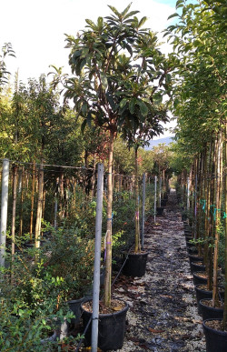 ERIOBOTRYA japonica En pot de 35-50 litres tige hauteur du tronc 190-210 cm circonférence du tronc 12-14 cm