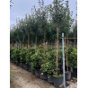 PHOTINIA fraseri RED ROBIN En pot de 70-90 litres tige hauteur du tronc 190-210 cm circonférence du tronc 12-14 cm
