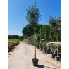 PHOTINIA fraseri RED ROBIN En pot de 35-50 litres tige hauteur du tronc 190-210 cm circonférence du tronc 10-12 cm