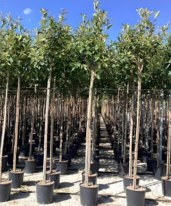 PHOTINIA fraseri RED ROBIN En pot de 25-30 litres tige hauteur du tronc 190-210 cm circonférence du tronc 06-08 cm