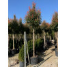 PHOTINIA fraseri RED ROBIN En pot de 110-130 litres tige hauteur du tronc 190-210 cm circonférence du tronc 16-18 cm