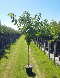 CERISIER En pot de 15-20 litres tige hauteur du tronc 110-130 cm