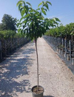 CERISIER En pot de 15-20 litres tige hauteur du tronc 090-110 cm