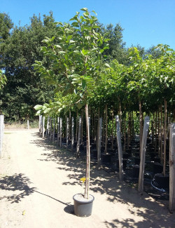 CERISIER En pot de 25-30 litres tige hauteur du tronc 190-210 cm circonférence du tronc 08-10 cm