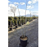 FIGUIER En pot de 35-50 litres buisson hauteur 175-200 cm