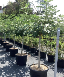 FIGUIER En pot de 70-90 litres tige hauteur du tronc 090-110 cm circonférence du tronc 14-16 cm