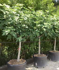 FIGUIER En pot de 110-130 litres tige hauteur du tronc 090-110 cm circonférence du tronc 20-25 cm