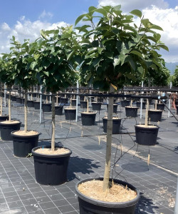 KAKI En pot de 70-90 litres tige hauteur du tronc 090-110 cm circonférence du tronc 16-18 cm