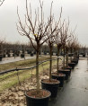 plaqueminier-kaki-cioccolatino-diospyros-kaki-cioccolatino-5.jpg