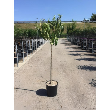 NECTARINIER En pot de 15-20 litres tige hauteur du tronc 090-110 cm