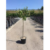 NECTARINIER En pot de 15-20 litres tige hauteur du tronc 090-110 cm