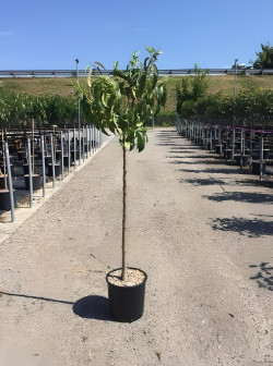 NECTARINIER En pot de 15-20 litres tige hauteur du tronc 090-110 cm