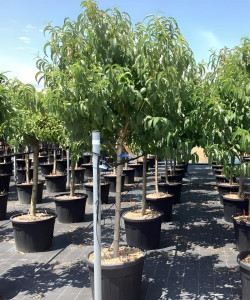 NECTARINIER En pot de 70-90 litres tige hauteur du tronc 090-110 cm circonférence du tronc 16-18 cm