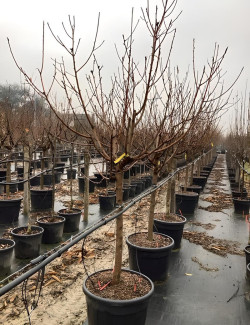 NECTARINIER En pot de 90-110 litres tige hauteur du tronc 090-110 cm circonférence du tronc 18-20 cm