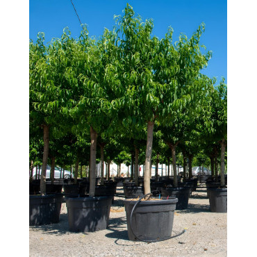 NECTARINIER En pot de 110-130 litres tige hauteur du tronc 090-110 cm circonférence du tronc 20-25 cm