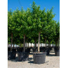 NECTARINIER En pot de 110-130 litres tige hauteur du tronc 090-110 cm circonférence du tronc 20-25 cm