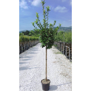 NÉFLIER D'ALLEMAGNE En pot de 10-12 litres tige hauteur du tronc 090-110 cm