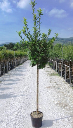 NÉFLIER D'ALLEMAGNE En pot de 10-12 litres tige hauteur du tronc 090-110 cm